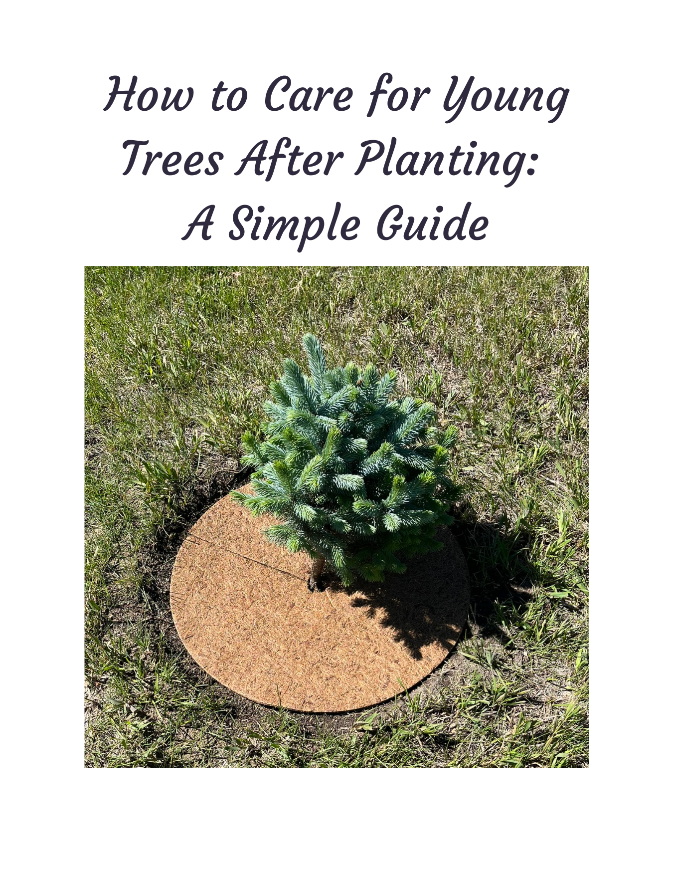 How to Care for Young Trees After Planting: A Simple Guide – Flying ...