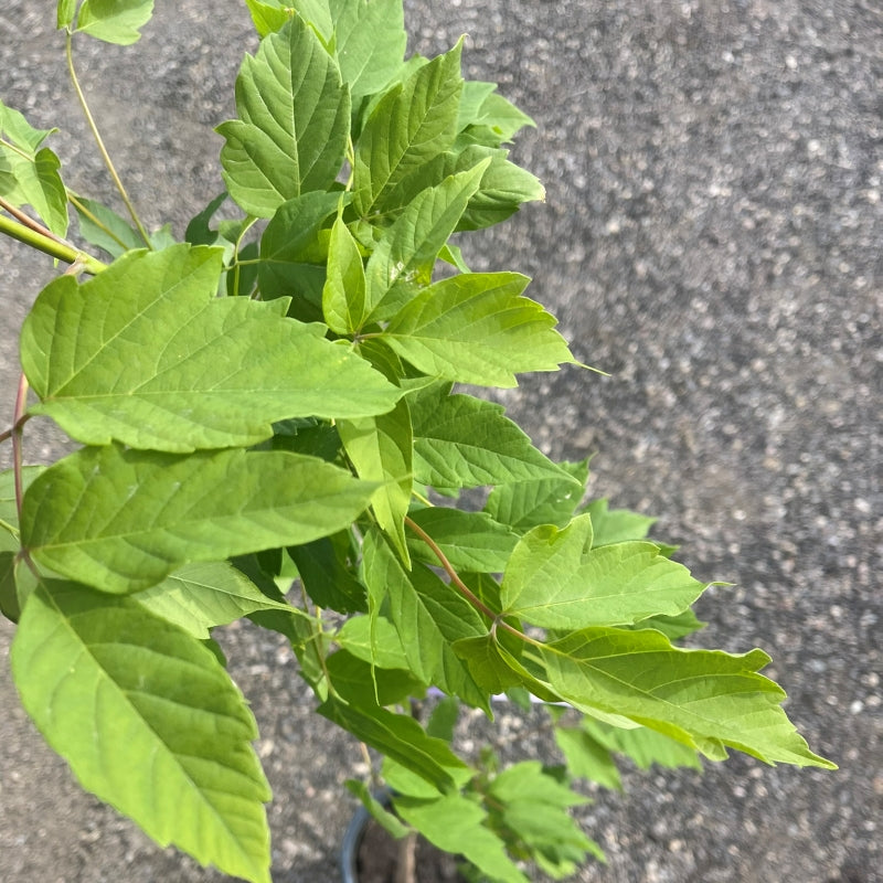Deciduous Trees for Saskatchewan | Flying Creek Trees