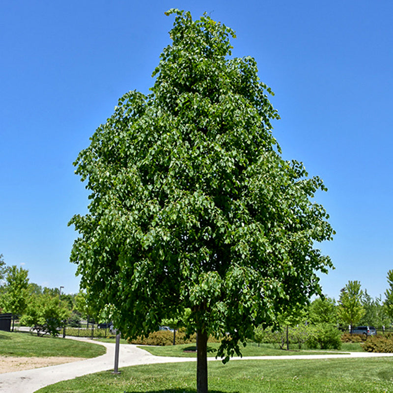 Linden Trees For Sale