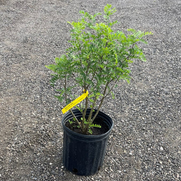 Caragana shrub available at Flying Creek Trees in Regina