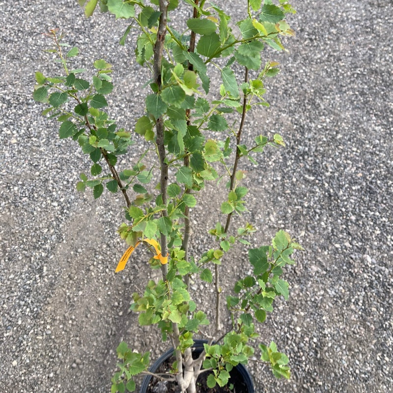 Swedish Columnar Aspen trees available at Flying Creek Trees in Regina