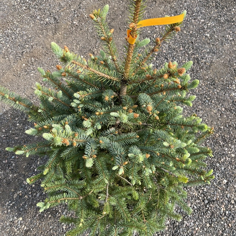 Colorado Spruce tree available at Flying Creek Trees in Regina