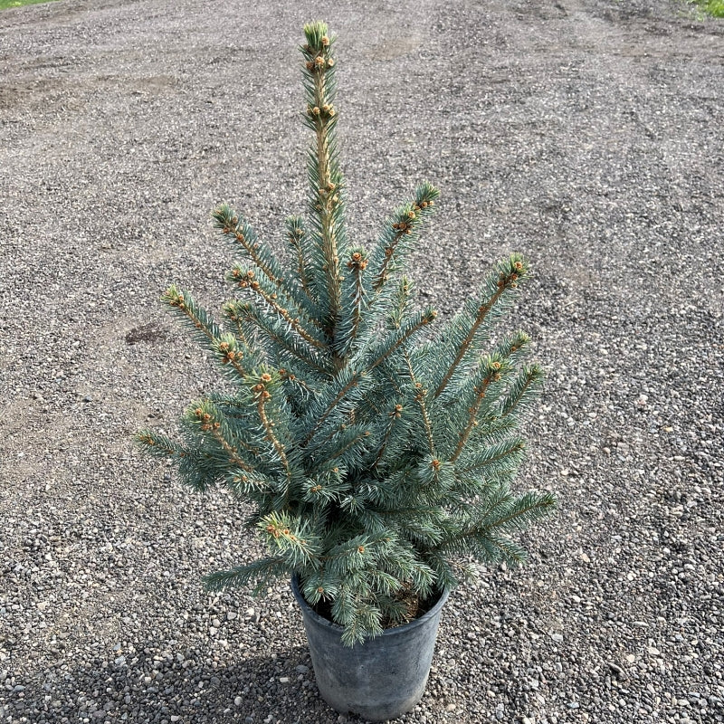 Coniferous Trees | Cold-Hardy Evergreens for Windbreaks & Shelterbelts