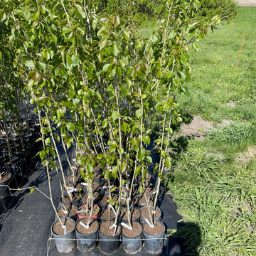 Sundancer Poplar trees available at Flying Creek Trees in Regina
