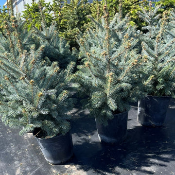 Colorado Baby Blue Spruce tree available at Flying Creek Trees in Regina