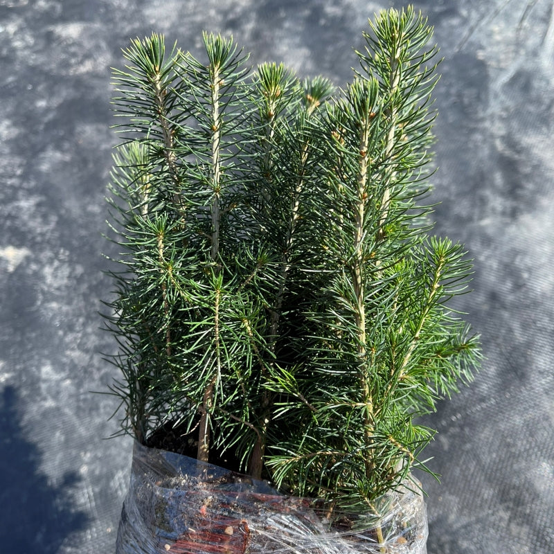 Colorado Spruce seedlings available at Flying Creek Trees in Regina
