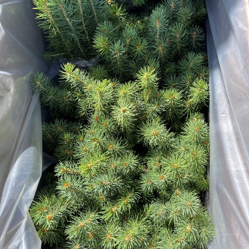 Colorado Spruce seedlings available at Flying Creek Trees in Regina