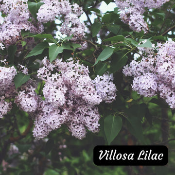 Villosa Lilac shrub available at Flying Creek Trees in Regina