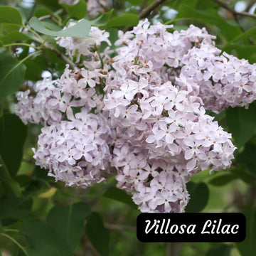 Villosa Lilac shrub available at Flying Creek Trees in Regina