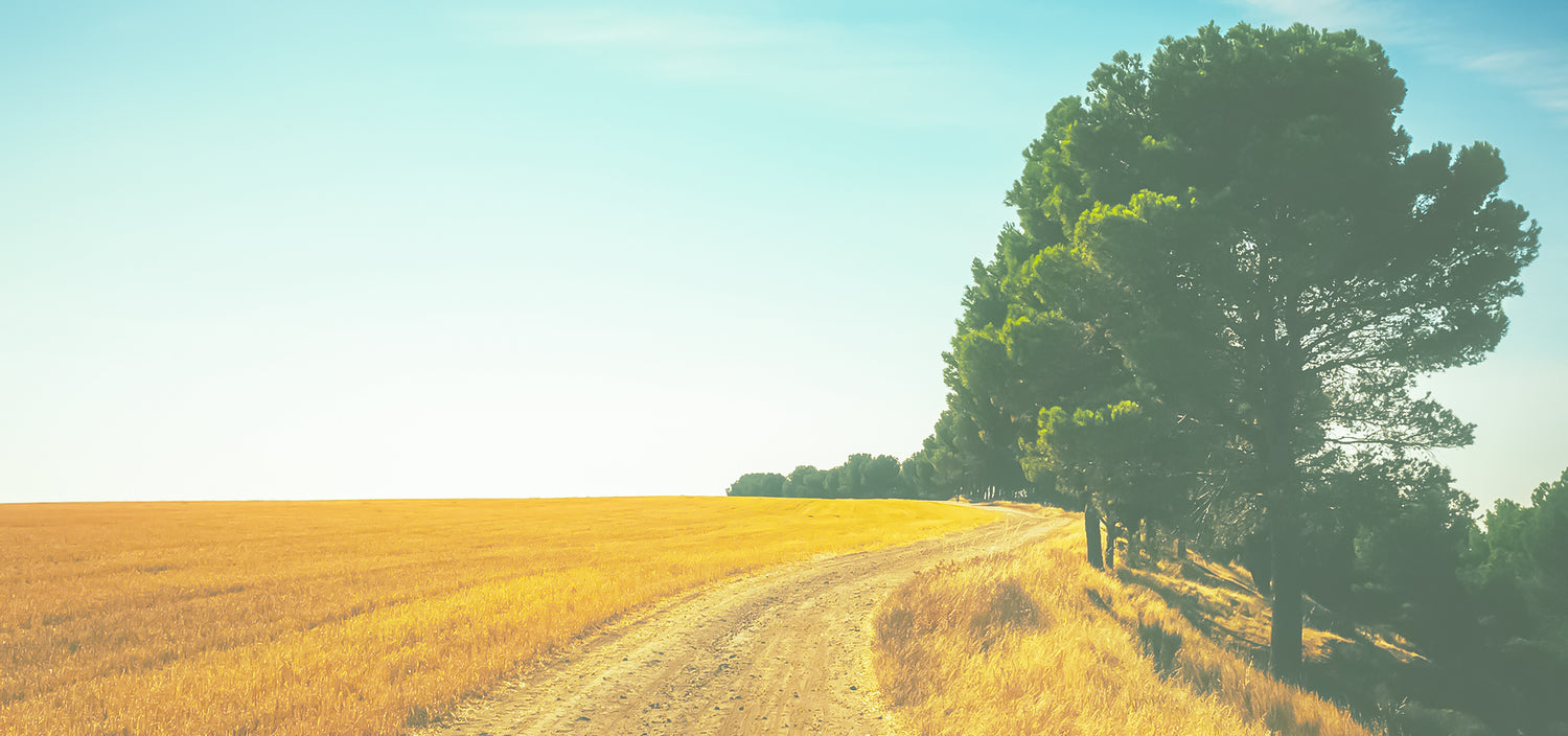 Western Canada Shelterbelt Trees and Seedlings Available for public purchase