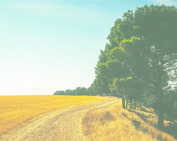 Western Canada Shelterbelt Trees and Seedlings Available for public purchase