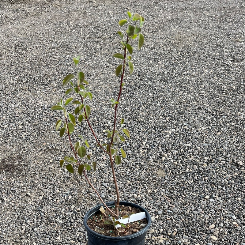 Saskatoon Northline Shrub available at Flying Creek Trees in Regina