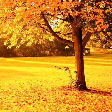 Western Canada Shelterbelt Trees and Seedlings Available for public purchase