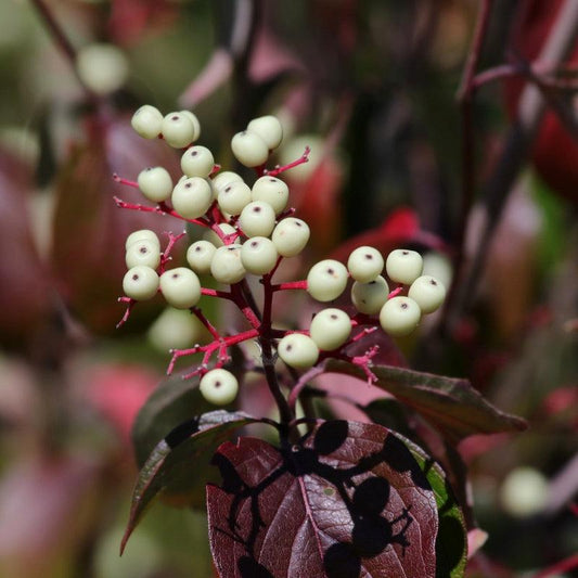 Red Osier Dogwood shrub available at Flying Creek Trees in Regina