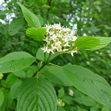 Red Osier Dogwood shrub available at Flying Creek Trees in Regina