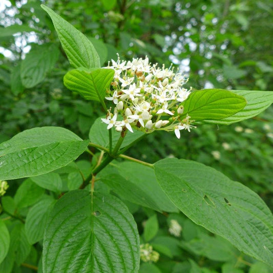 Red Osier Dogwood shrub available at Flying Creek Trees in Regina