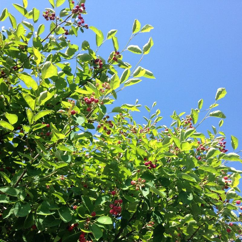 Saskatoon Northline Shrub available at Flying Creek Trees in Regina