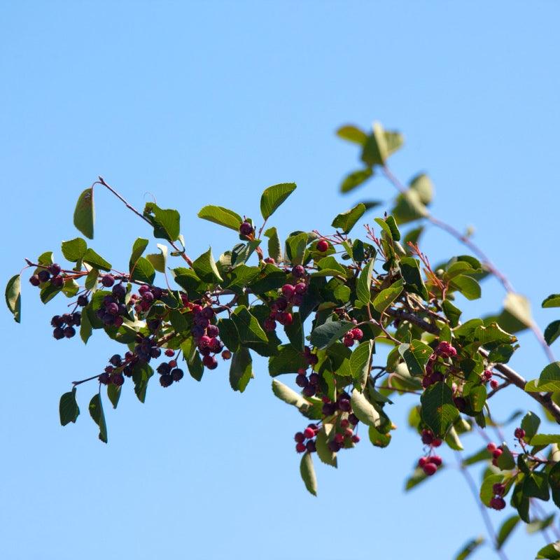 Saskatoon Northline Shrub available at Flying Creek Trees in Regina