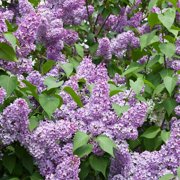 Common Lilac seedlings available at Flying Creek Trees in Regina