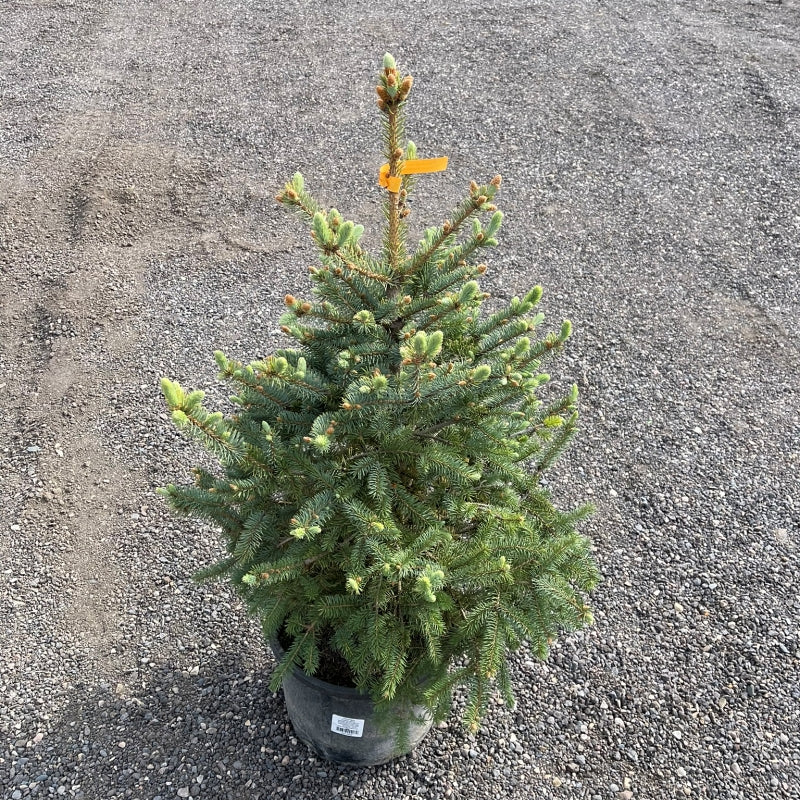 Coniferous Trees | Cold-Hardy Evergreens for Windbreaks & Shelterbelts