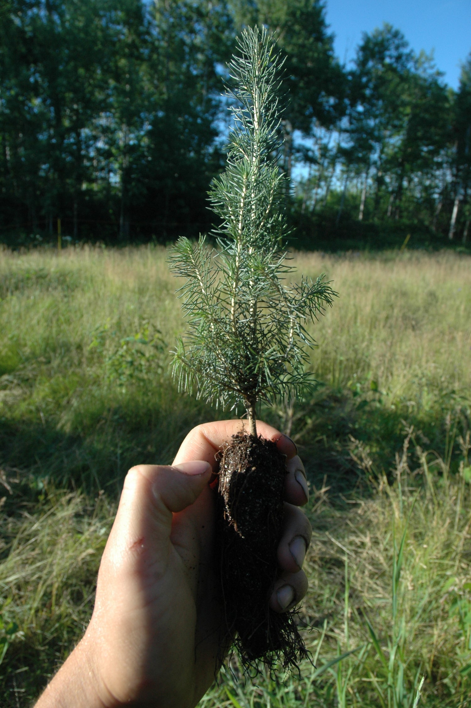 Tree Seedlings | Cold-Hardy Seedlings for Windbreaks & Shelterbelts