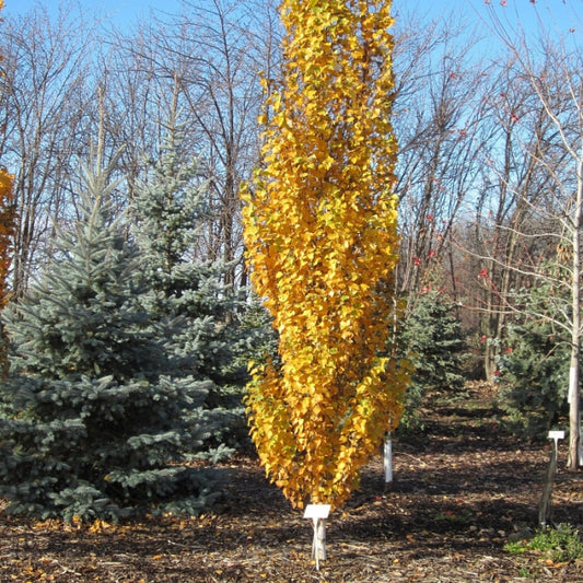 Parkland Pillar Birch tree available at Flying Creek Trees in Regina