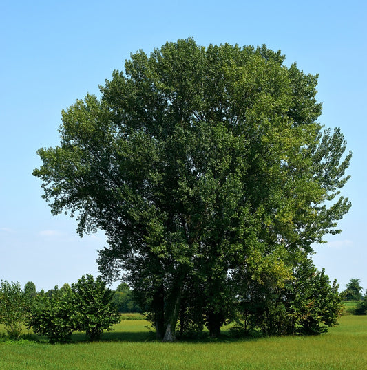 Assiniboine Poplar (Deciduous) Tree available at Flying Creek Trees in Regina