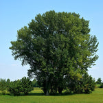 Assiniboine Poplar (Deciduous) Tree available at Flying Creek Trees in Regina