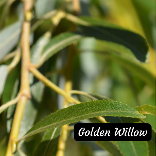 Golden Willow tree available at Flying Creek Trees in Regina