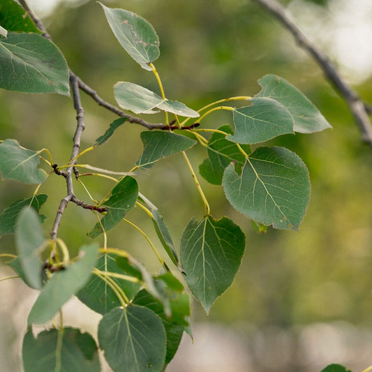 Trembling Aspen trees available at Flying Creek Trees in Regina
