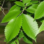 American Elm Seedlings