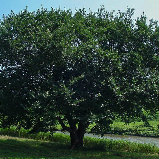 American Elm Seedlings