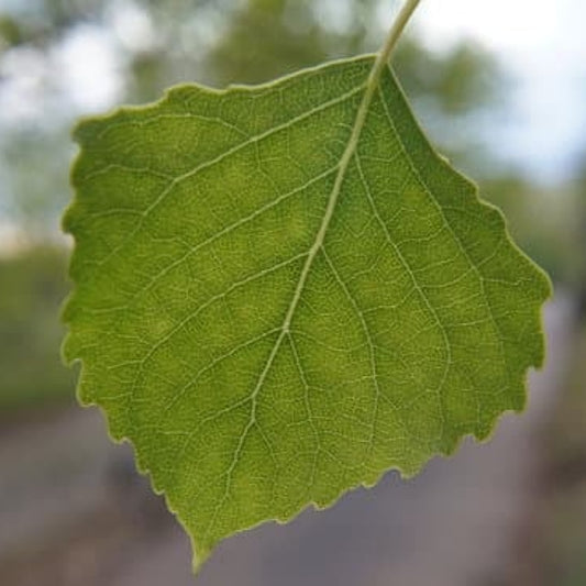 Assiniboine Poplar tree available at Flying Creek Trees in Regina