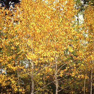 Balsam Poplar tree available at Flying Creek Trees in Regina