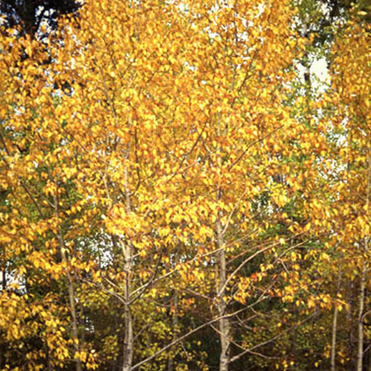 Balsam Poplar tree available at Flying Creek Trees in Regina