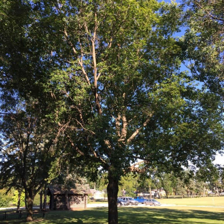 Baron Boxelder tree available at Flying Creek Trees in Regina