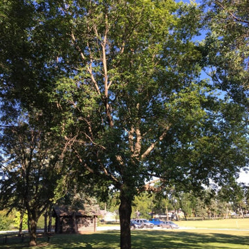 Baron Boxelder tree available at Flying Creek Trees in Regina