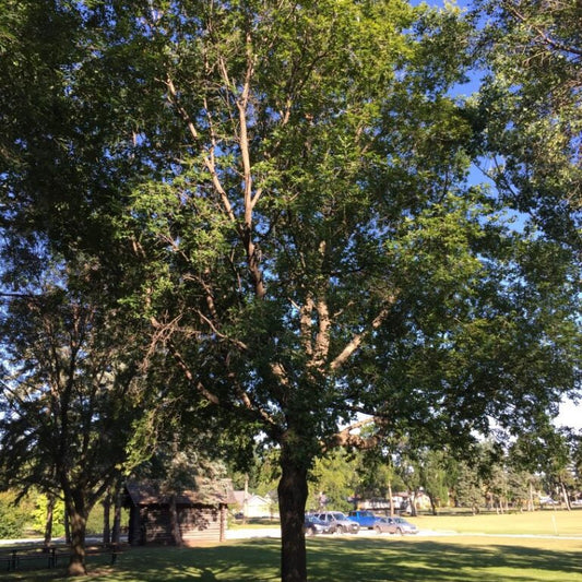 Baron Boxelder tree available at Flying Creek Trees in Regina
