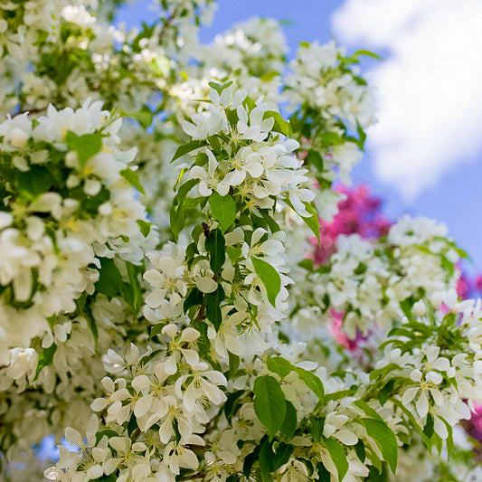 Spring Snow Flowering Crabapple
