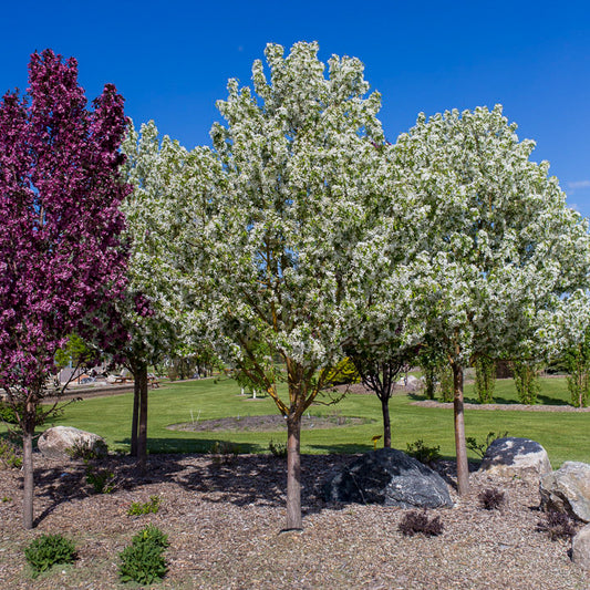 Spring Snow Flowering Crabapple