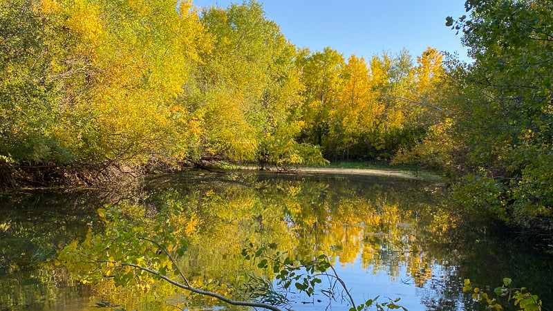 Flying Creek Trees