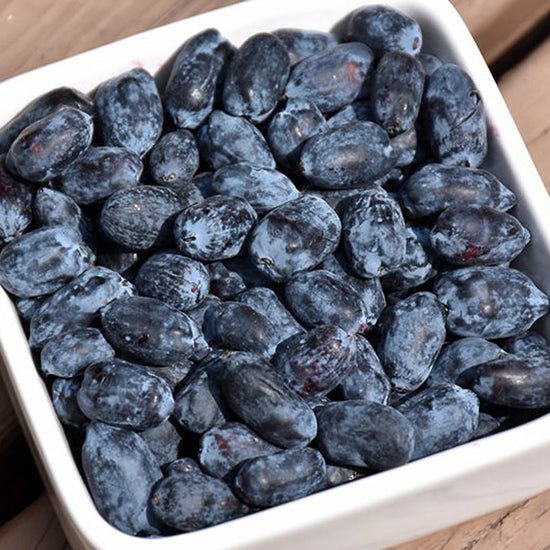 White bowl filled with dried blueberries on a wooden surface