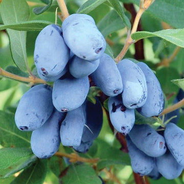 Boreal Beauty Haskap available at Flying Creek Trees in Regina