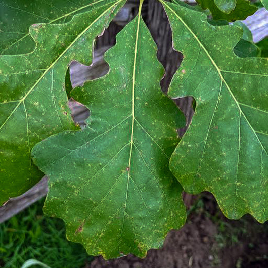 Bur Oak