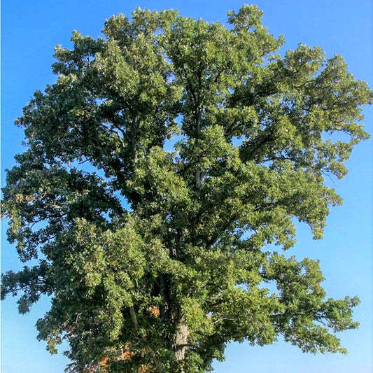 Bur Oak