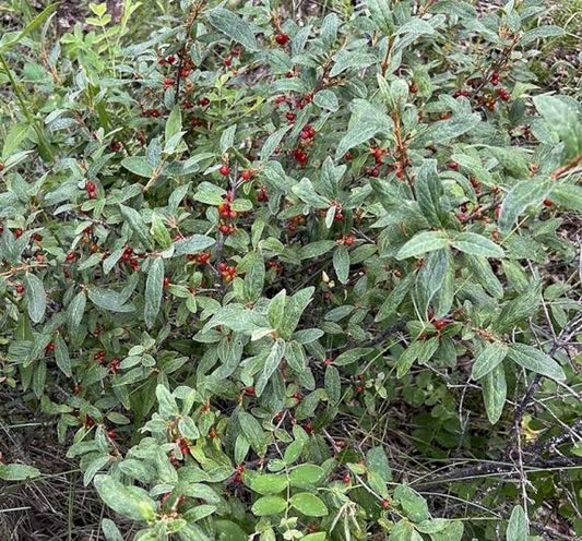 Canada Buffaloberry Seedlings