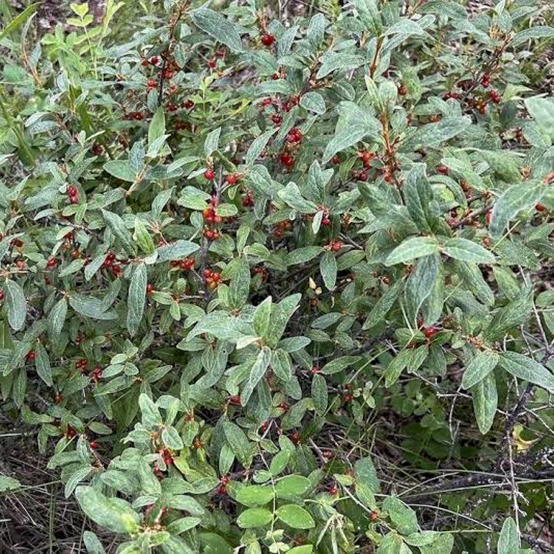 Canada Buffaloberry Seedlings available at Flying Creek Trees in Regina