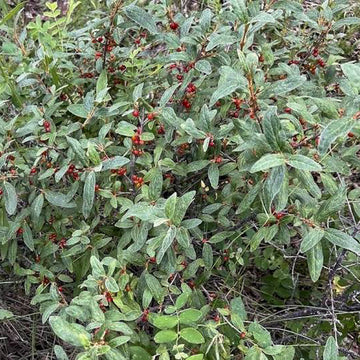 Canada Buffaloberry Seedlings available at Flying Creek Trees in Regina