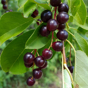Chokecherry Seedlings