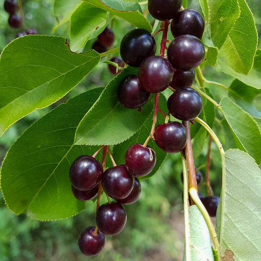Chokecherry Seedlings
